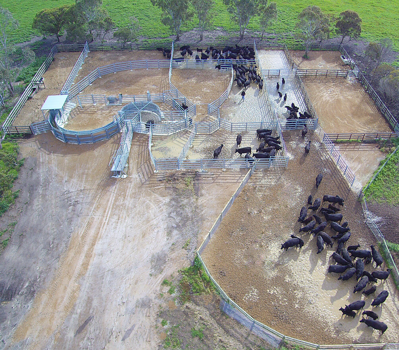 Cattle Yards- Condingup