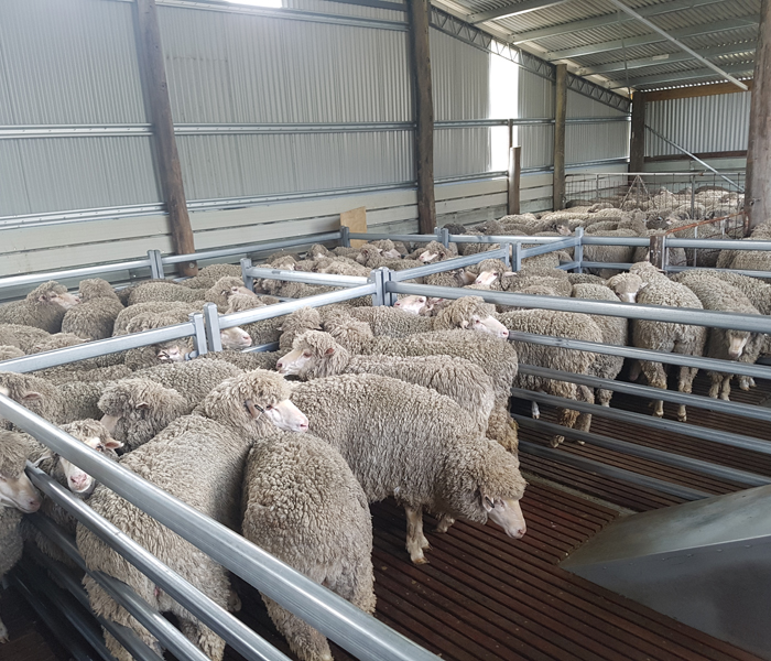 Modular Shearing Shed Fit Out- Elleker