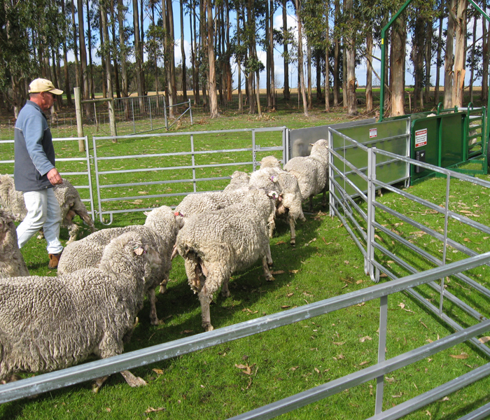 Portable Sheep Yards – Tandem Axle