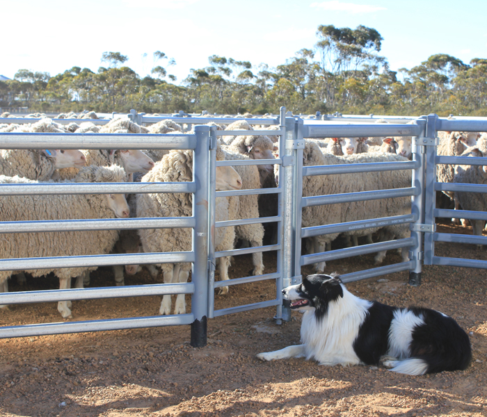 Modular Shearing Shed Fit Out- Grass Patch WA