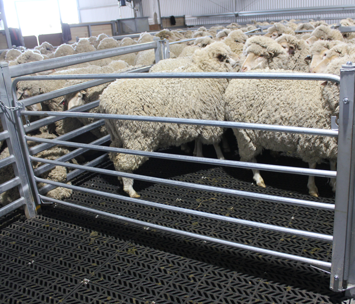 Modular Shearing Shed Fit Out- Grass Patch WA