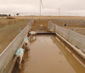Sheep Foot Bath