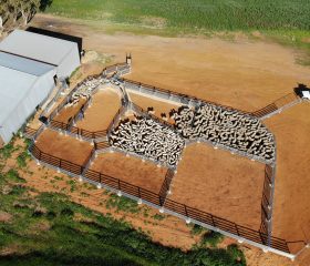Permanent Sheep Yards