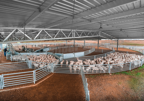 - 4,000 Head Holding Capacity    -2x Handlers    - Dual Race   -Footbath     -8m Ramp    -Spring Latches    -Complete Yard, Shearing Shed and Shed Design Package